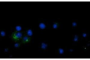 Anti-LGR5 mouse monoclonal antibody (ABIN2454608) immunofluorescent staining of COS7 cells transiently transfected by pCMV6-ENTRY LGR5 (RC212825). (LGR5 抗体  (AA 250-550))