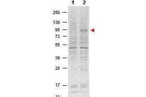 Western blot using  Protein A purified Mouse Monoclonal anti-Stat5 pY694 antibody shows detection of phosphorylated Stat5 (indicated by arrowhead at ~91 kDa) in NK92 cells after 30 min treatment with 1Ku of IL-2 (lane 2). (STAT5A 抗体  (Internal Region, pTyr694))