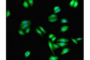 Immunofluorescent analysis of HepG2 cells using ABIN7149074 at dilution of 1:100 and Alexa Fluor 488-congugated AffiniPure Goat Anti-Rabbit IgG(H+L) (CysLTR1 抗体  (AA 298-337))