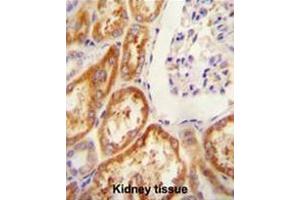 CLDN16 antibody (N-term) immunohistochemistry analysis in formalin fixed and paraffin embedded human Kidney tissue followed by peroxidase conjugation of the secondary antibody and DAB staining. (Claudin 16 抗体  (N-Term))