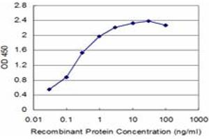 Detection limit for recombinant GST tagged TAL2 is approximately 0. (TAL2 抗体  (AA 29-109))