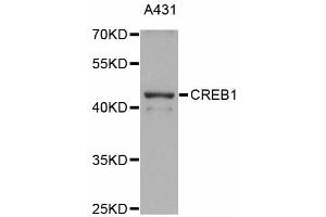 Western blot analysis of extracts of A-431 cells, using CREB1 antibody (ABIN4903374) at 1:1000 dilution. (CREB1 抗体)