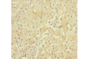 Immunohistochemistry of paraffin-embedded human liver tissue using ABIN7168904 at dilution of 1:100 (PRSS23 抗体  (AA 20-383))