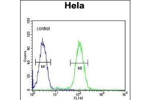 HRASLS3 Antibody (C-term) (ABIN651933 and ABIN2840461) flow cytometric analysis of Hela cells (right histogram) compared to a negative control cell (left histogram). (PLA2G16 抗体  (C-Term))