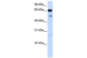 Western Blotting (WB) image for anti-Zinc Finger Protein 490 (ZNF490) antibody (ABIN2458398) (ZNF490 抗体)