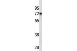 CD55 antibody western blot analysis in HeLa lysate.
