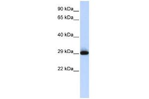 WB Suggested Anti-SUSD3 Antibody Titration: 0. (SUSD3 抗体  (N-Term))