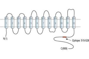 anti-Solute Carrier Family 9 (Sodium/hydrogen Exchanger), Member 6 (SLC9A6) (AA 515-528), (C-Term), (Intracellular) antibody