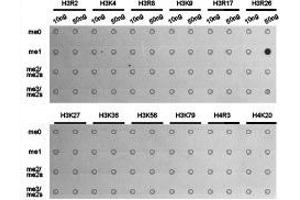 Dot-blot analysis of all sorts of methylation peptides using H3R26me1 antibody. (Histone 3 抗体  (H3R26me))