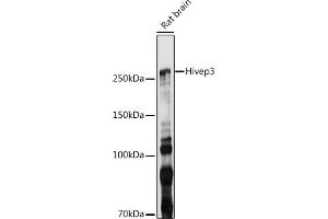 Western blot analysis of extracts of Rat brain, using Hivep3 antibody (ABIN7267792) at 1:1000 dilution. (Human Immunodeficiency Virus Type I Enhancer Binding Protein 3 (HIVEP3) 抗体)