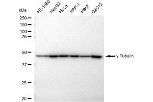 Western blotting analysis using gamma Tubulin antibody (ABIN7800670).