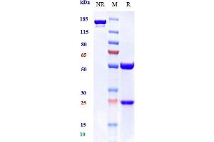 Anti-BTLA / CD272 Reference Antibody (icatolimab) on SDS-PAGE under reducing (R) condition. (Recombinant BTLA (Icatolimab Biosimilar) 抗体)