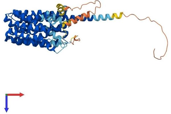 SLC16A1 Protein (AA 1-493) (His tag)