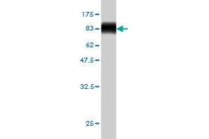 Western Blotting (WB) image for anti-NEDD8 Activating Enzyme E1 Subunit 1 (NAE1) (AA 1-534) antibody (ABIN563865)
