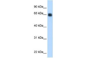 KNG1 antibody used at 0. (KNG1 抗体  (Middle Region))