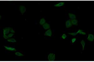 Detection of aZGP1 in Human MCF7 cell using Monoclonal Antibody to Alpha-2-Glycoprotein 1, Zinc Binding (aZGP1) (AZGP1 抗体  (AA 18-296))