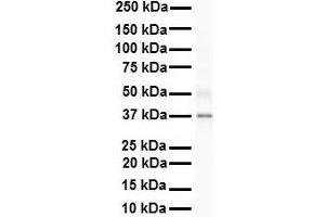 Western Blotting (WB) image for anti-Sirtuin 4 (SIRT4) (Middle Region) antibody (ABIN2779654)