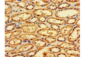 IHC image of ABIN7159861 diluted at 1:600 and staining in paraffin-embedded human kidney tissue performed on a Leica BondTM system. (Fission 1 抗体  (AA 1-122))