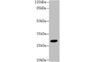 Western blot All lanes: PIP4P2 antibody at 5 μg/mL + Mouse liver tissue Secondary Goat polyclonal to rabbit IgG at 1/10000 dilution Predicted band size: 29 kDa Observed band size: 29 kDa (Type 2 Phosphatidylinositol 4,5-Bisphosphate 4-Phosphatase (PIP4P2) (AA 1-191) 抗体)
