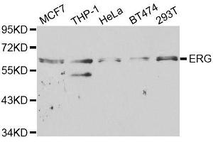 Western blot analysis of extracts of various cell lines, using ERG antibody. (ERG 抗体  (AA 1-280))