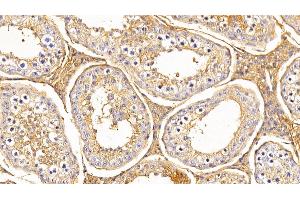 Detection of TF in Bovine Testis Tissue using Polyclonal Antibody to Transferrin (TF) (Transferrin 抗体  (AA 284-575))