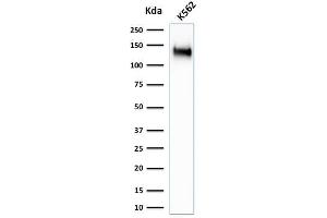 Western Blot Analysis of K562 cell lysate using CD43 Rabbit Recombinant Monoclonal Antibody (SPN/1766R). (Recombinant CD43 抗体)