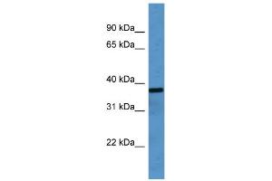 WB Suggested Anti-OR2H1 Antibody Titration: 0. (OR2H1 抗体  (C-Term))