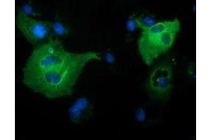 Anti-PIK3AP1 mouse monoclonal antibody (ABIN2453461) immunofluorescent staining of COS7 cells transiently transfected by pCMV6-ENTRY PIK3AP1 (RC214125). (PIK3AP1 抗体)