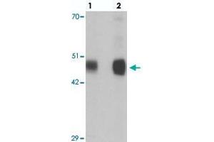 Western blot analysis of RILPL1 in rat cerebellum tissue with RILPL1 polyclonal antibody  at (lane 1) 0. (RILPL1 抗体  (N-Term))
