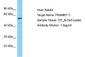 Host: Rabbit Target Name: PRAMEF17 Sample Type: 721_B Whole Cell lysates Antibody Dilution: 1. (PRAMEF17 抗体  (N-Term))