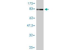 Western Blot detection against Immunogen (76. (NR1H2 抗体  (AA 1-461))