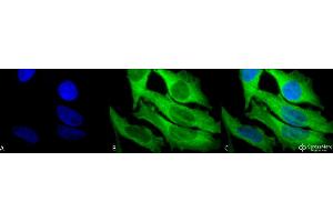 Immunocytochemistry/Immunofluorescence analysis using Rabbit Anti-Hsp27 Polyclonal Antibody . (HSP27 抗体  (Atto 594))