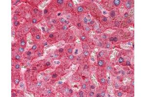 Anti-SERPING1 / C1INH antibody IHC of human liver.