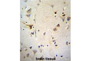 AGBL5 Antibody (N-term) immunohistochemistry analysis in formalin fixed and paraffin embedded human brain tissue followed by peroxidase conjugation of the secondary antibody and DAB staining. (AGBL5 抗体  (N-Term))