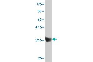 Western Blot detection against Immunogen (37. (ZNF207 抗体  (AA 1-110))