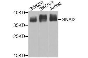 Western blot analysis of extracts of various cell lines, using GNAI2 antibody (ABIN6291411) at 1:1000 dilution. (GNAI2 抗体)