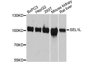 Western blot analysis of extracts of various cell lines, using SEL1L antibody. (SEL1L 抗体)