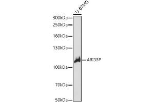 Western blot analysis of extracts of U-87MG cells, using BP antibody (ABIN7265358) at 1:1000 dilution. (ABI3BP 抗体  (AA 29-280))