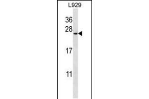Western blot analysis in L929 cell line lysates (35ug/lane). (COPZ1 抗体  (N-Term))
