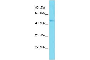 Host:  Rabbit  Target Name:  Taf7l  Sample Type:  Mouse Muscle lysates  Antibody Dilution:  1. (TAF7L 抗体  (C-Term))