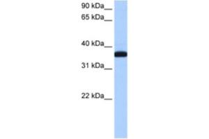 Western Blotting (WB) image for anti-Exoribonuclease 1 (ERI1) antibody (ABIN2462348) (ERI1 抗体)
