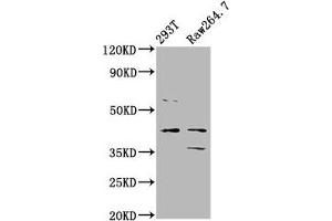 Western Blot Positive WB detected in: 293T whole cell lysate, Raw264. (MAFB 抗体  (AA 168-323))