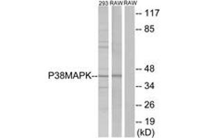 Western blot analysis of extracts from 293/RAW246. (MAPK14 抗体  (AA 147-196))