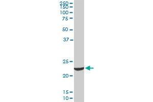 EFHD1 monoclonal antibody (M09), clone 1A8. (EFHD1 抗体  (AA 168-238))