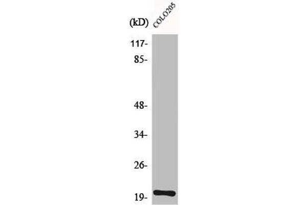 TRAPPC3 抗体  (C-Term)