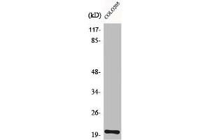Western Blot analysis of Jurkat cells using BET3 Polyclonal Antibody (TRAPPC3 抗体  (C-Term))
