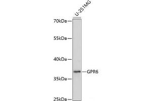 Western blot analysis of extracts of U-251MG cells using GPR6 Polyclonal Antibody at dilution of 1:1000.