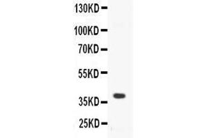 Western blot analysis of CD40/TNFRSF5 expression in mouse spleen extract ( Lane 1). (CD40 抗体  (AA 20-193))