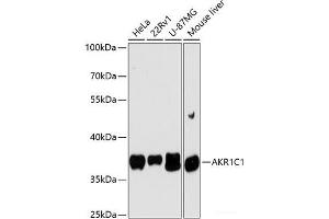 Western blot analysis of extracts of various cell lines using AKR1C1 Polyclonal Antibody at dilution of 1:3000. (AKR1C1 抗体)