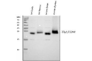 Western blot analysis of CD90/Thy1 using anti-CD90/Thy1 antibody (ABIN5518877). (CD90 抗体  (AA 20-131))